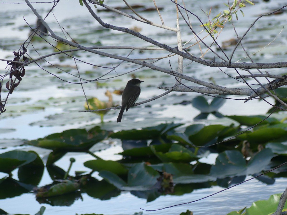 Eastern Phoebe - ML612942551