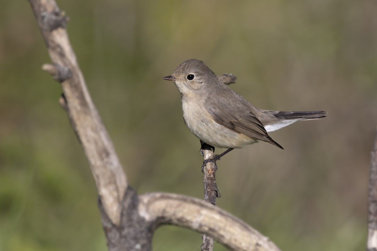 Red-breasted Flycatcher - Delfin Gonzalez