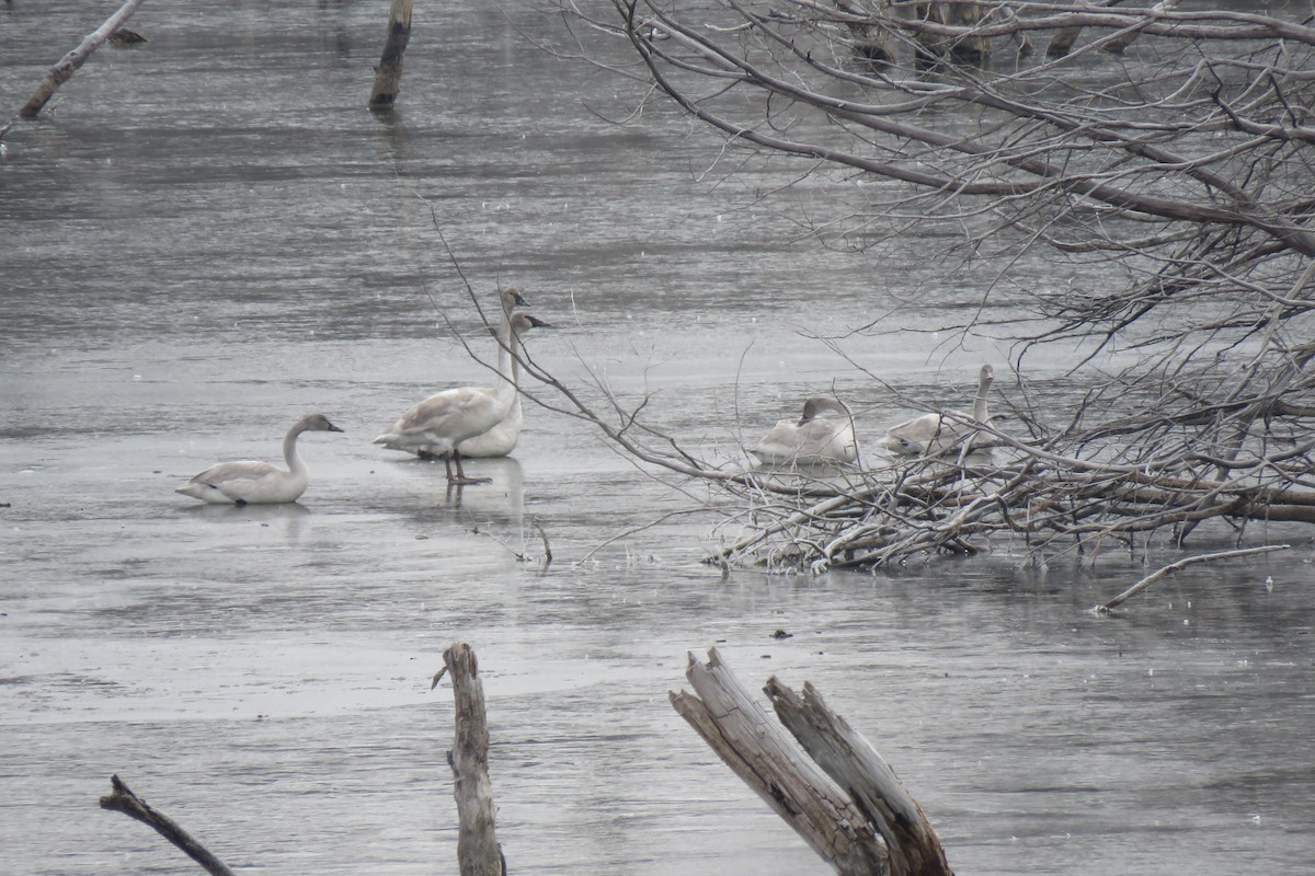 Trumpeter Swan - ML612942618