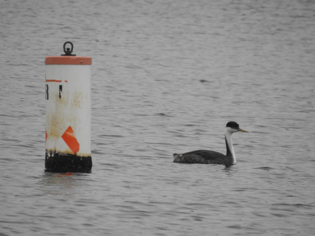 Western Grebe - ML612942630