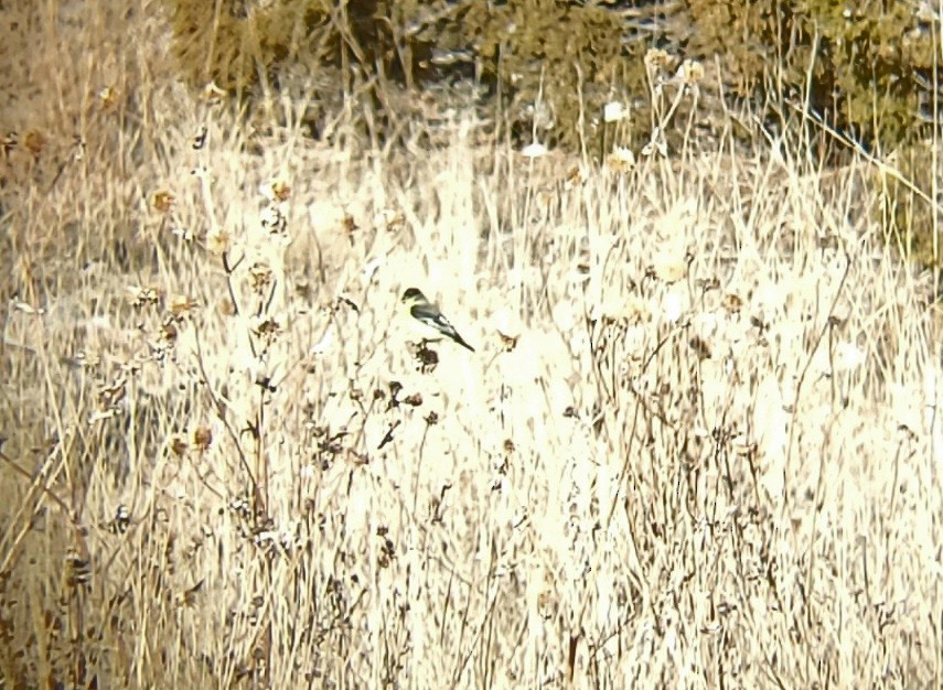 Lesser Goldfinch - Stephan Lorenz