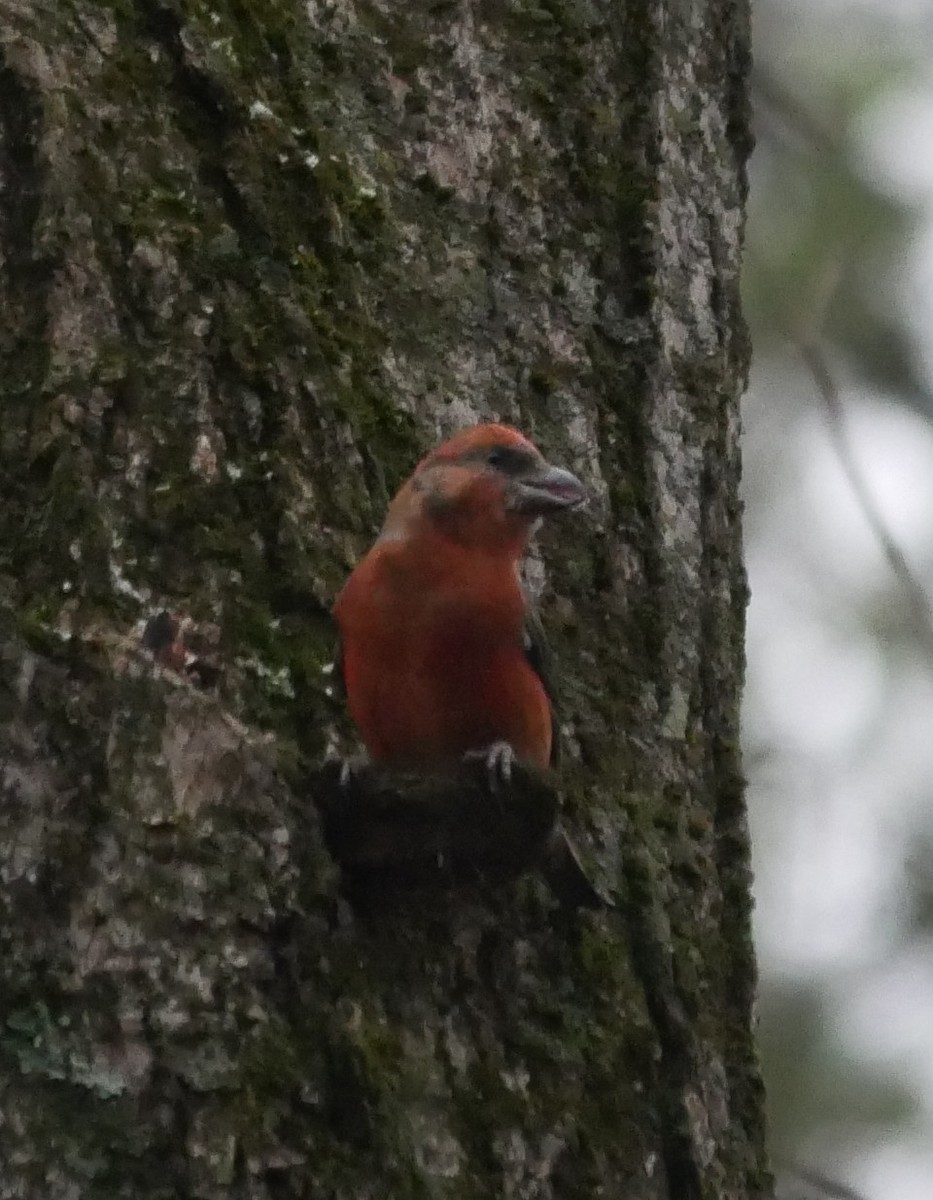 Red Crossbill - ML612942709