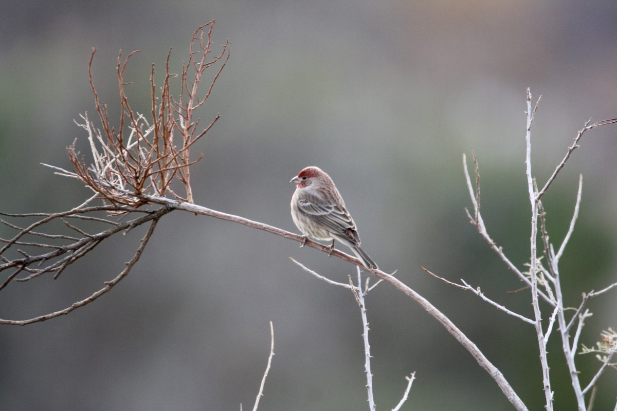 House Finch - ML612942734