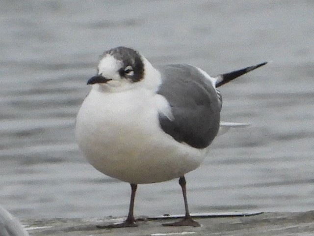 Franklin's Gull - ML612942739