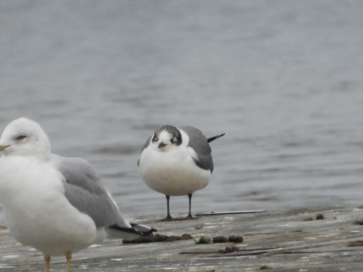 Franklin's Gull - ML612942742