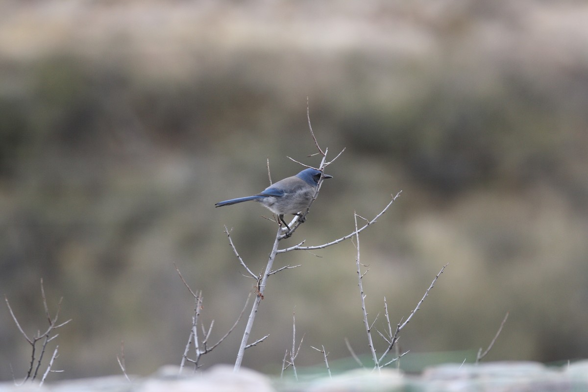 Woodhouse's Scrub-Jay - Camden Bruner