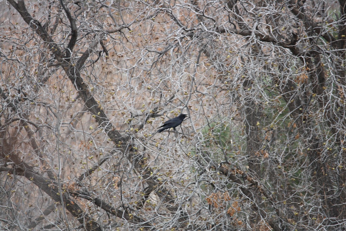 Common Raven - ML612942860