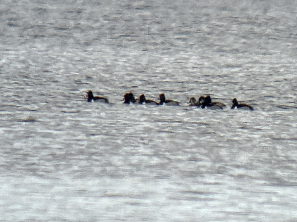 Ring-necked Duck - ML612942873