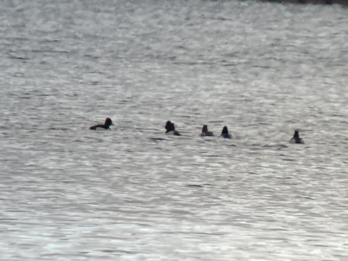 Ring-necked Duck - ML612942874