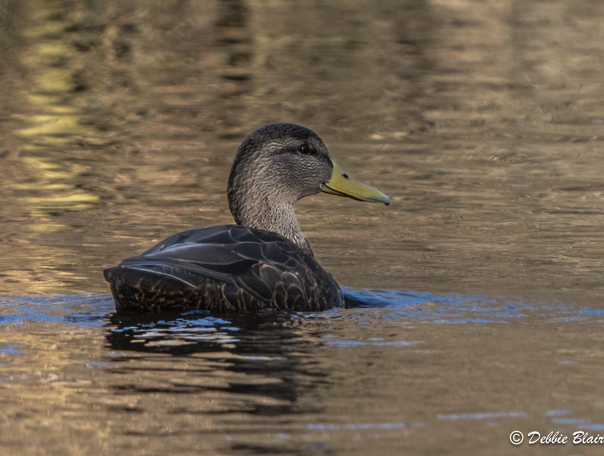 Canard noir - ML612942902