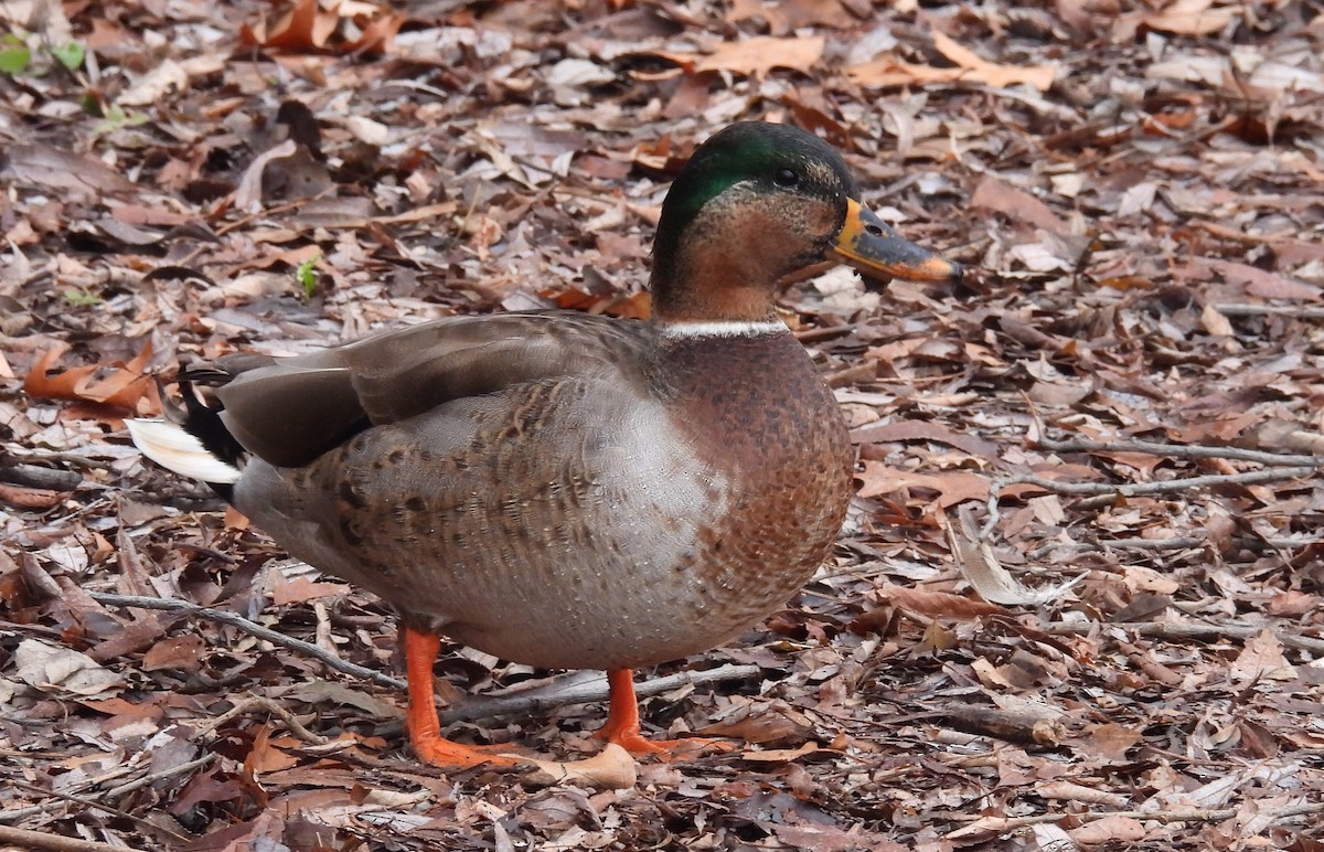 Mallard - Joanne Muis Redwood