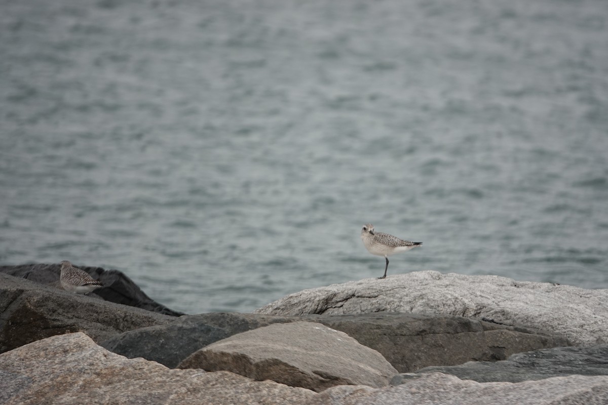 Black-bellied Plover - ML612942955