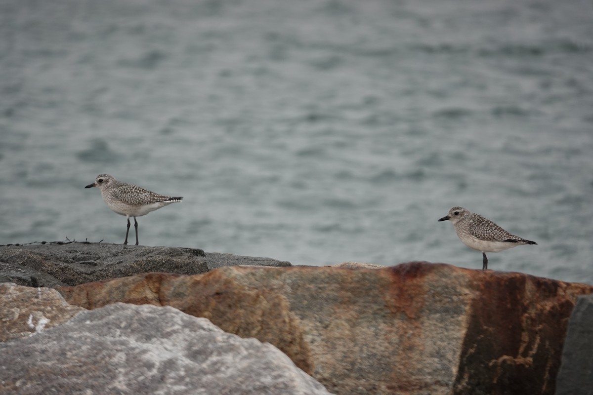 Black-bellied Plover - ML612942956