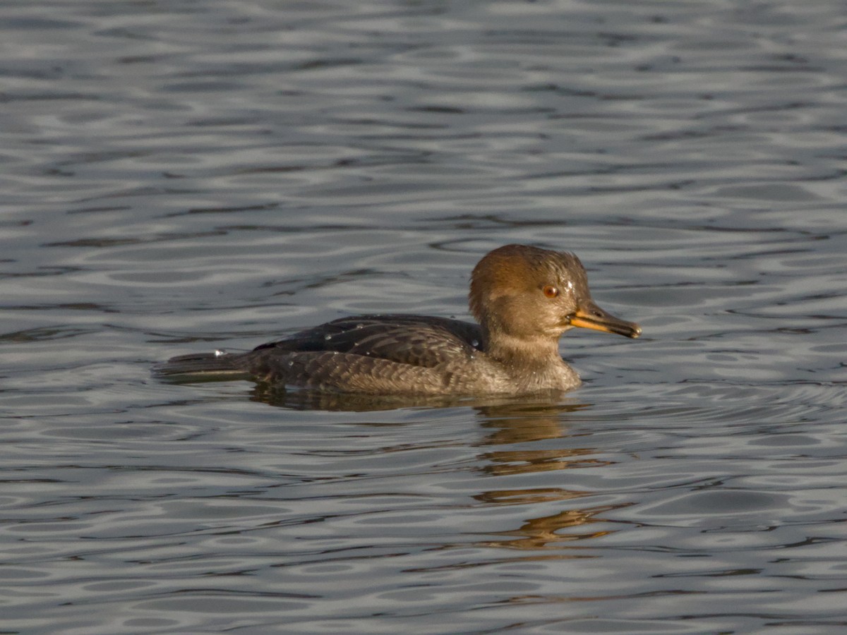 Hooded Merganser - ML612942959