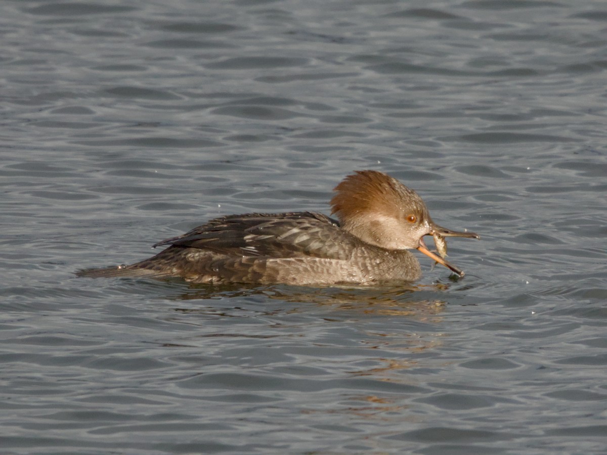 Hooded Merganser - ML612942961