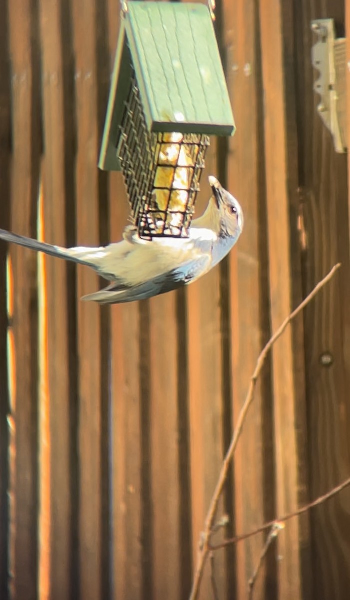 California Scrub-Jay - ML612942980