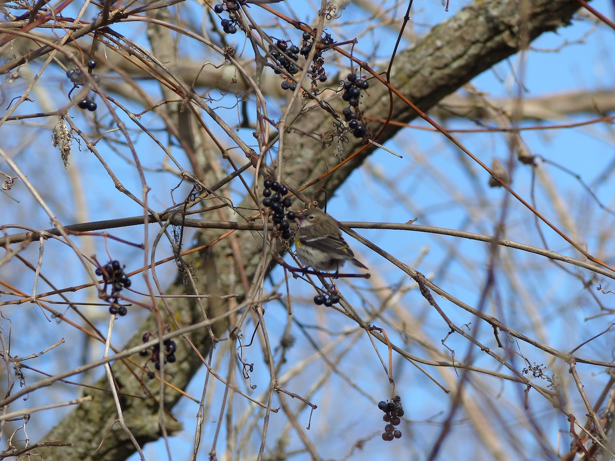 Yellow-rumped Warbler - ML612943033