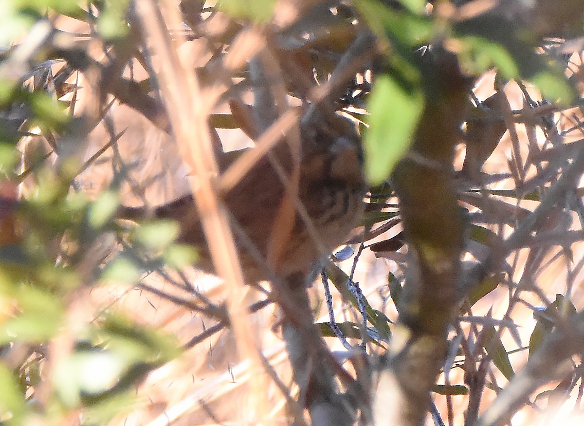 Henslow's Sparrow - ML612943068