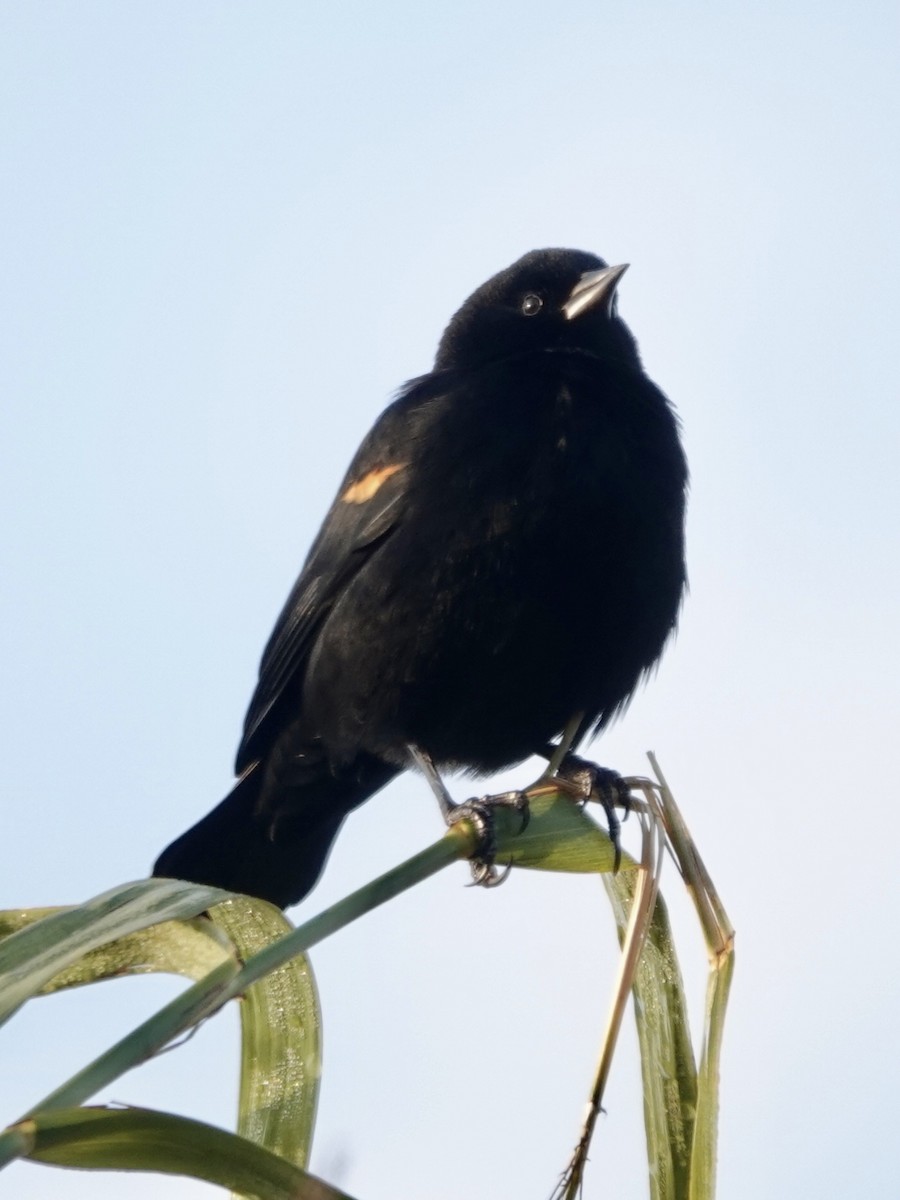 Red-winged Blackbird - Michael Calamari