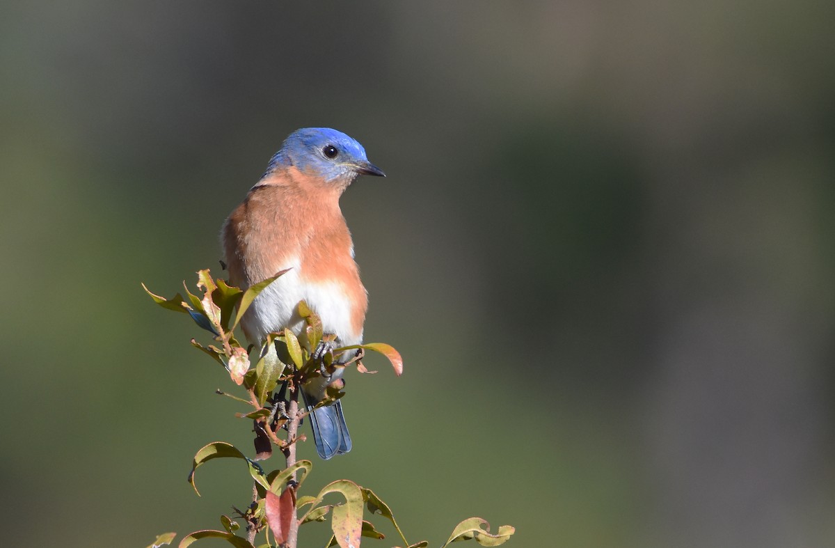 Eastern Bluebird - ML612943078