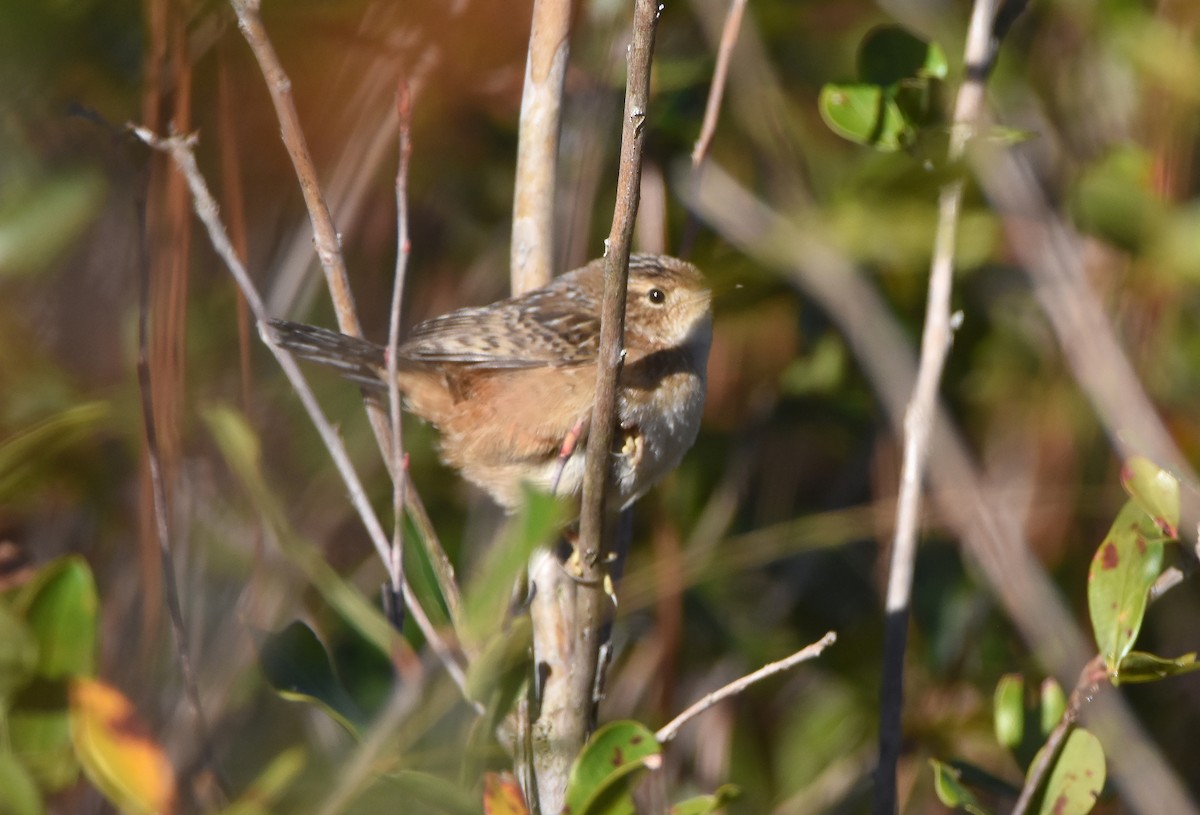 Sedge Wren - ML612943090