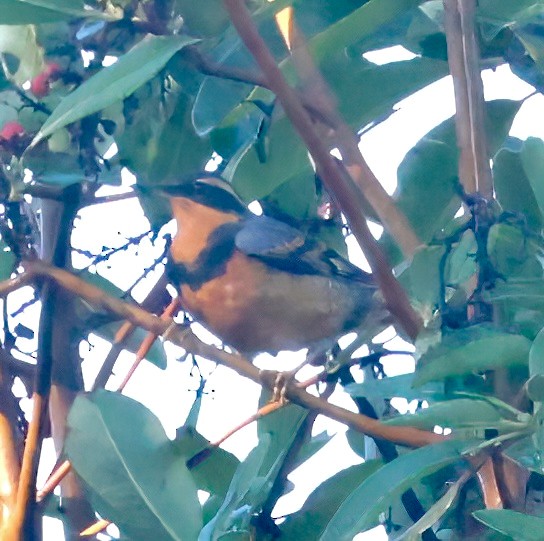 Varied Thrush - ML612943110