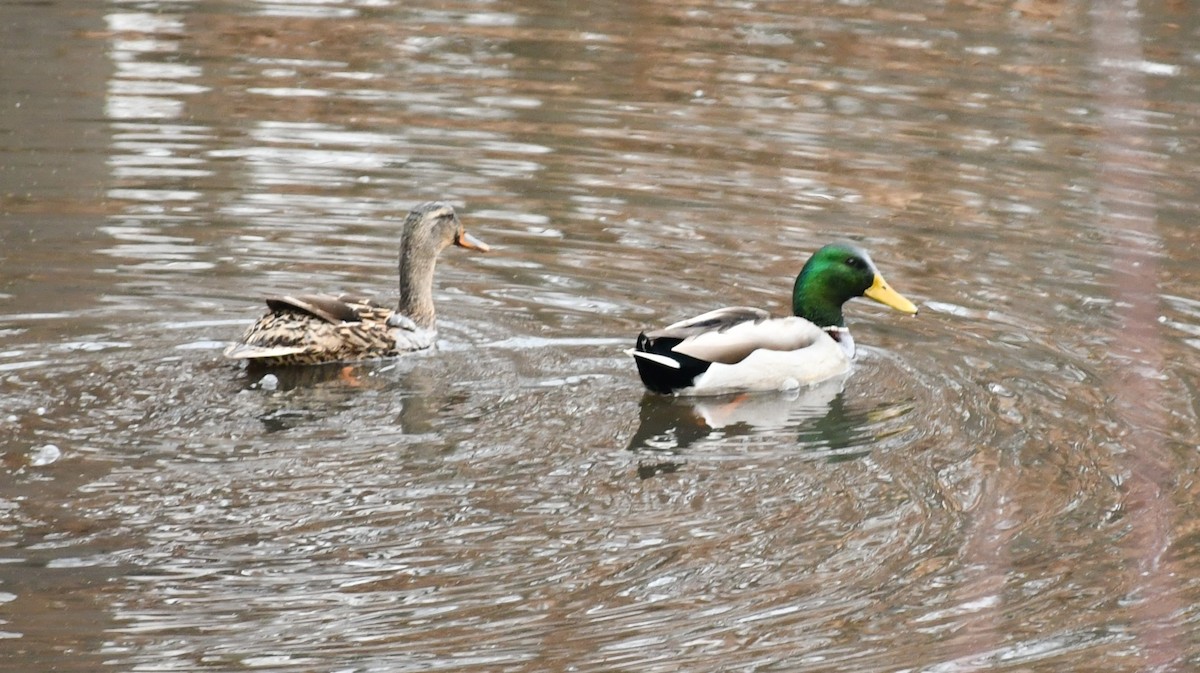 Canard colvert - ML612943164