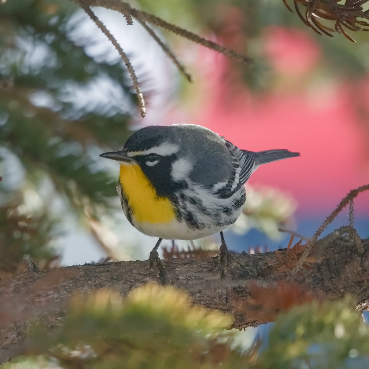 Yellow-throated Warbler - Oliver Stueker