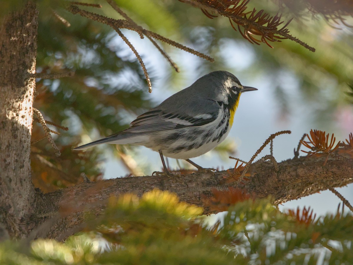 Yellow-throated Warbler - Oliver Stueker