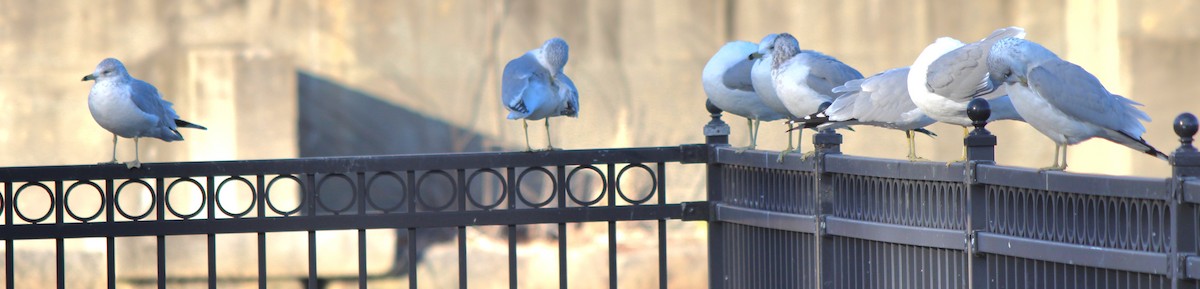 Ring-billed Gull - ML612943224