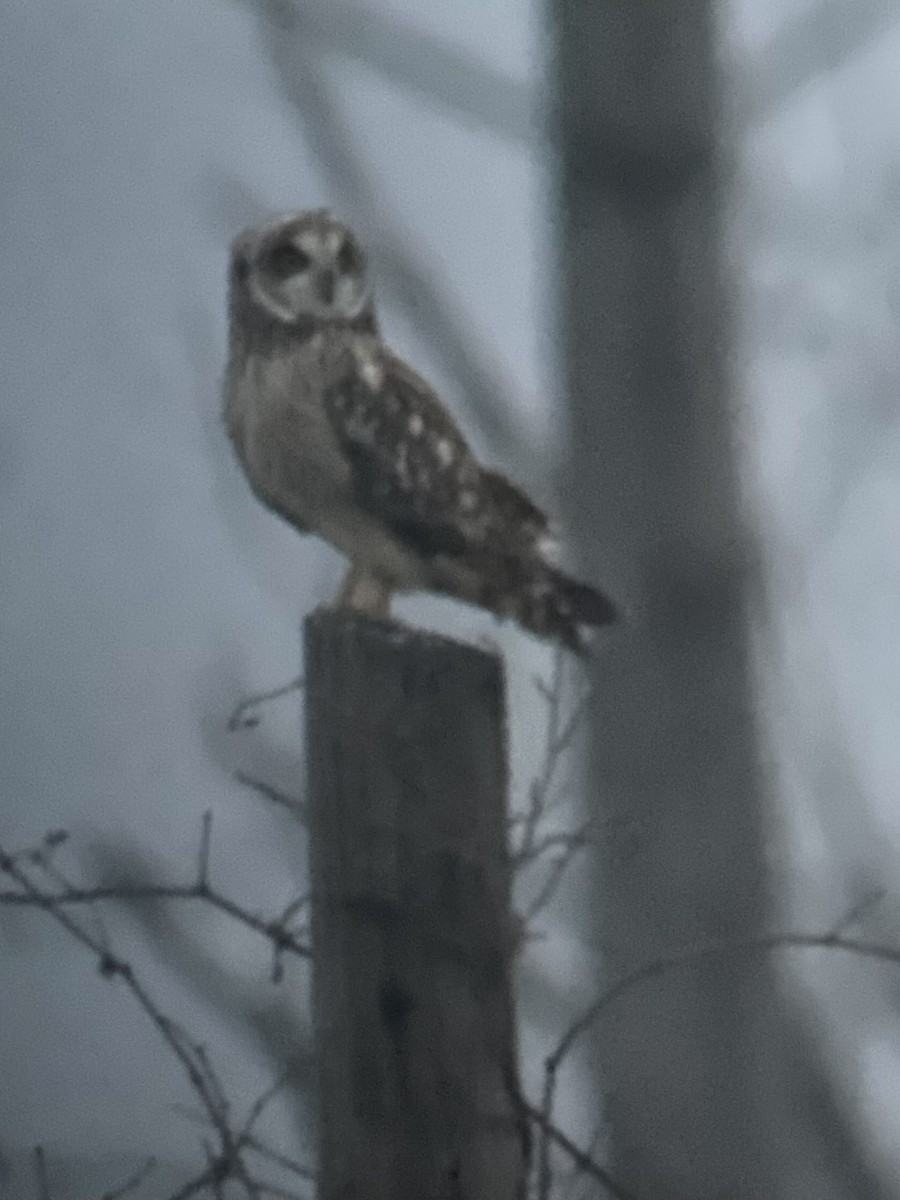 Short-eared Owl - ML612943371