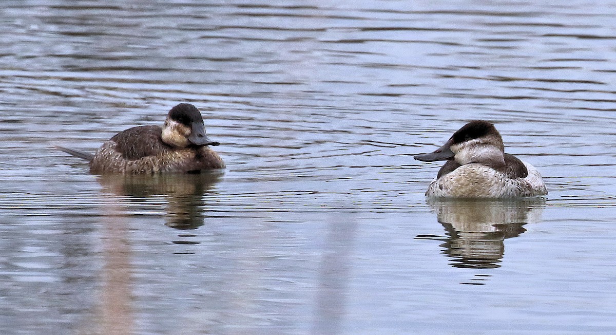 Ruddy Duck - Sherrie Quillen