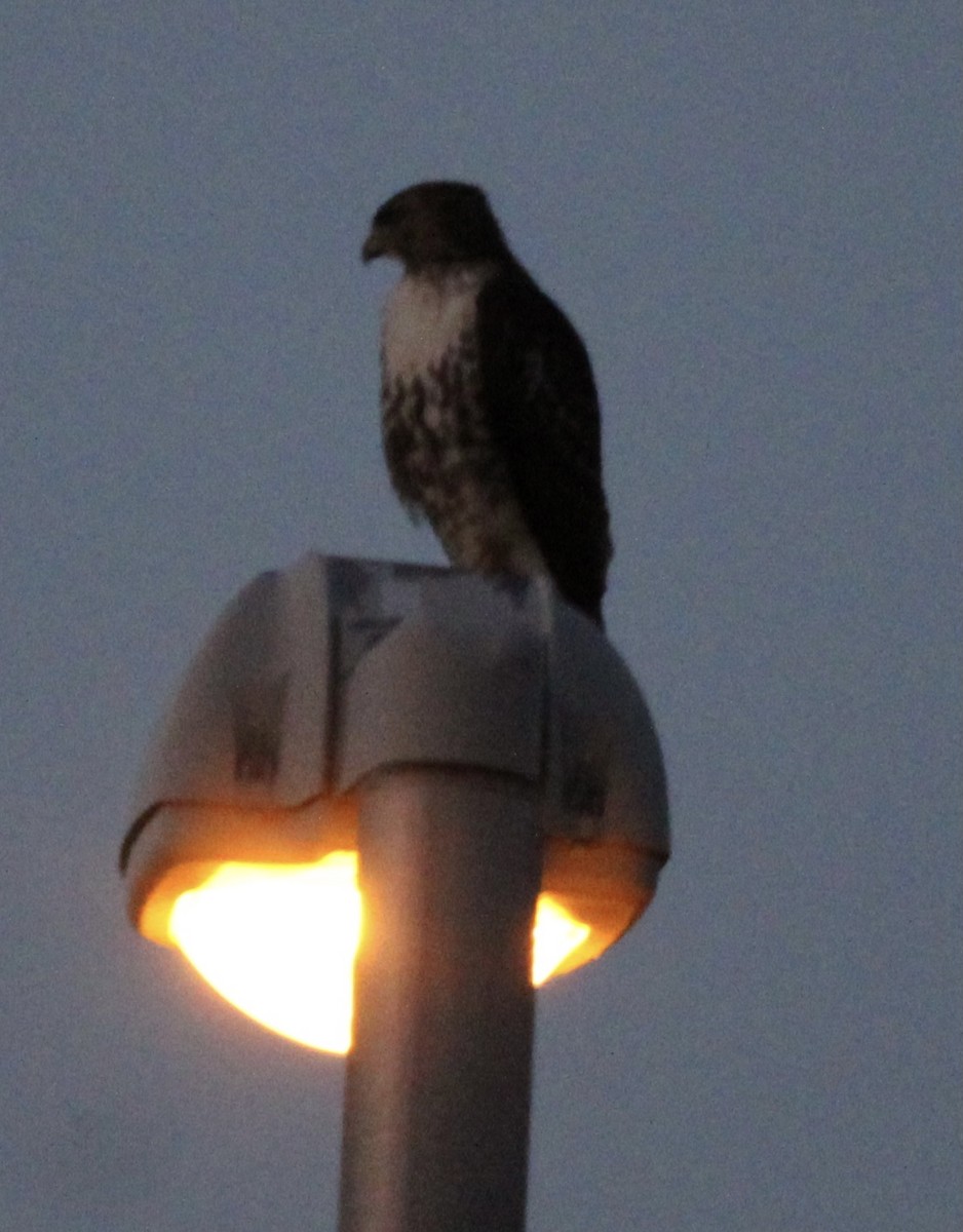 Red-tailed Hawk - Susan Wood