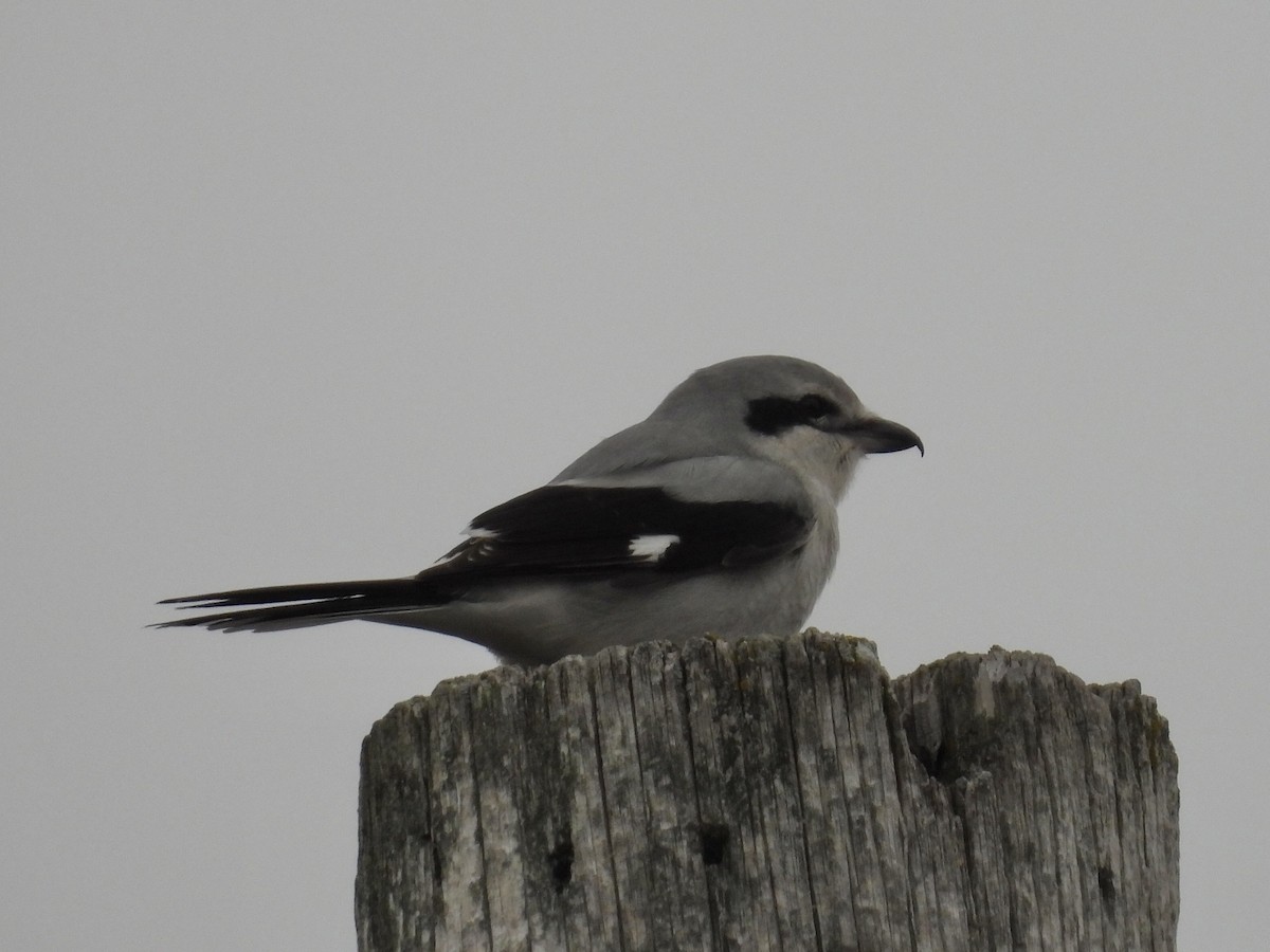 Northern Shrike - ML612943580