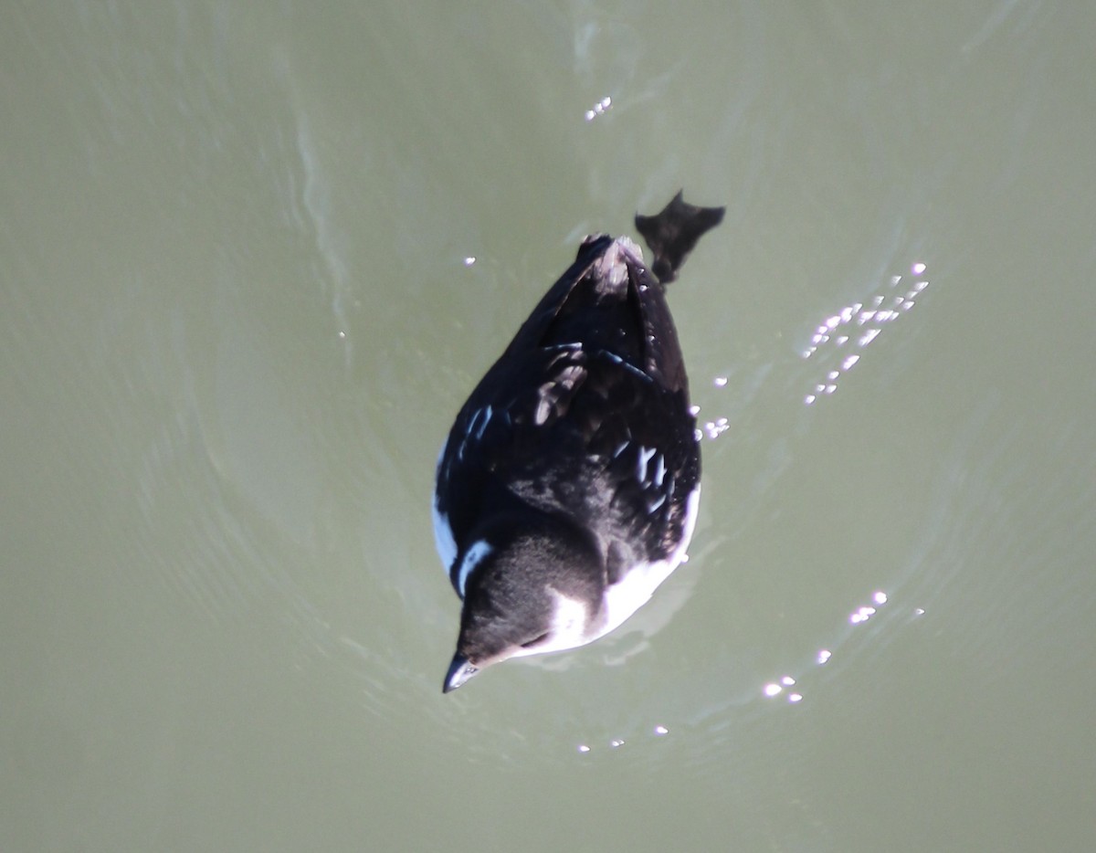 Dovekie - ML612943607