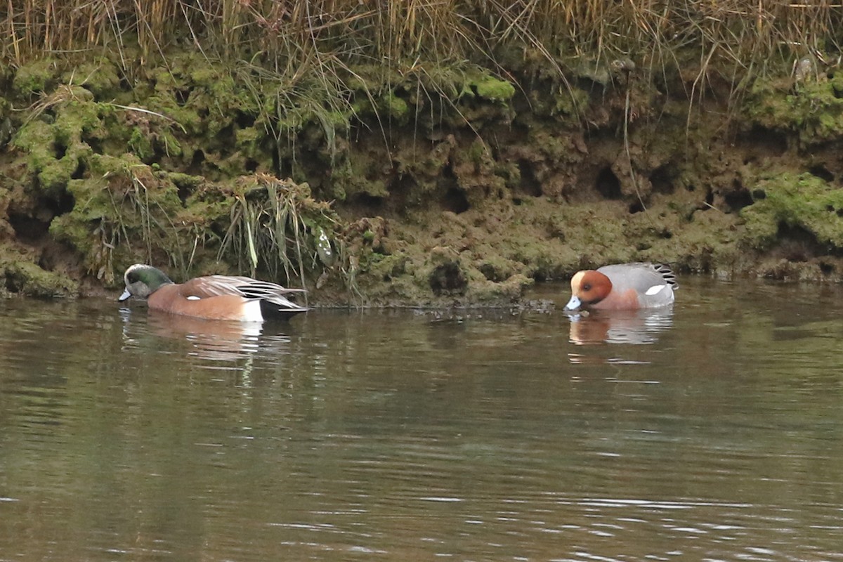 Eurasian Wigeon - ML612943610