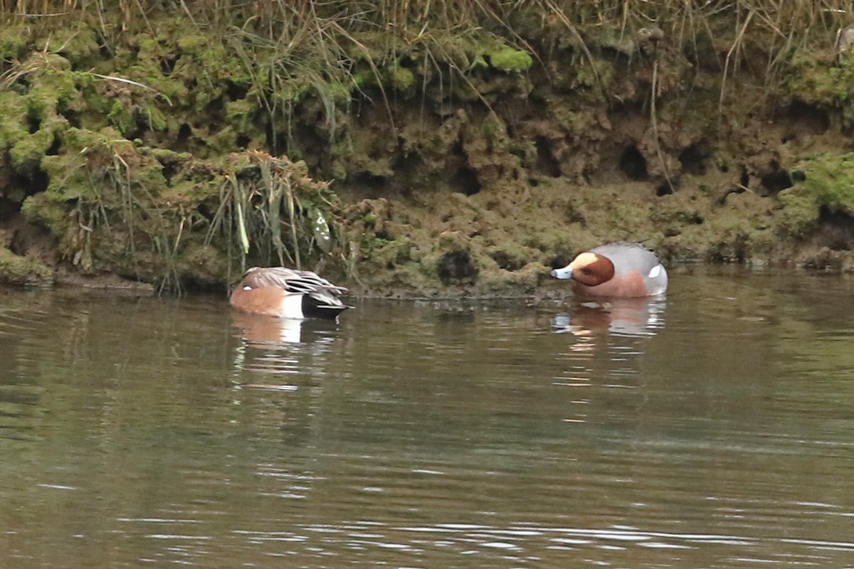 Eurasian Wigeon - ML612943612