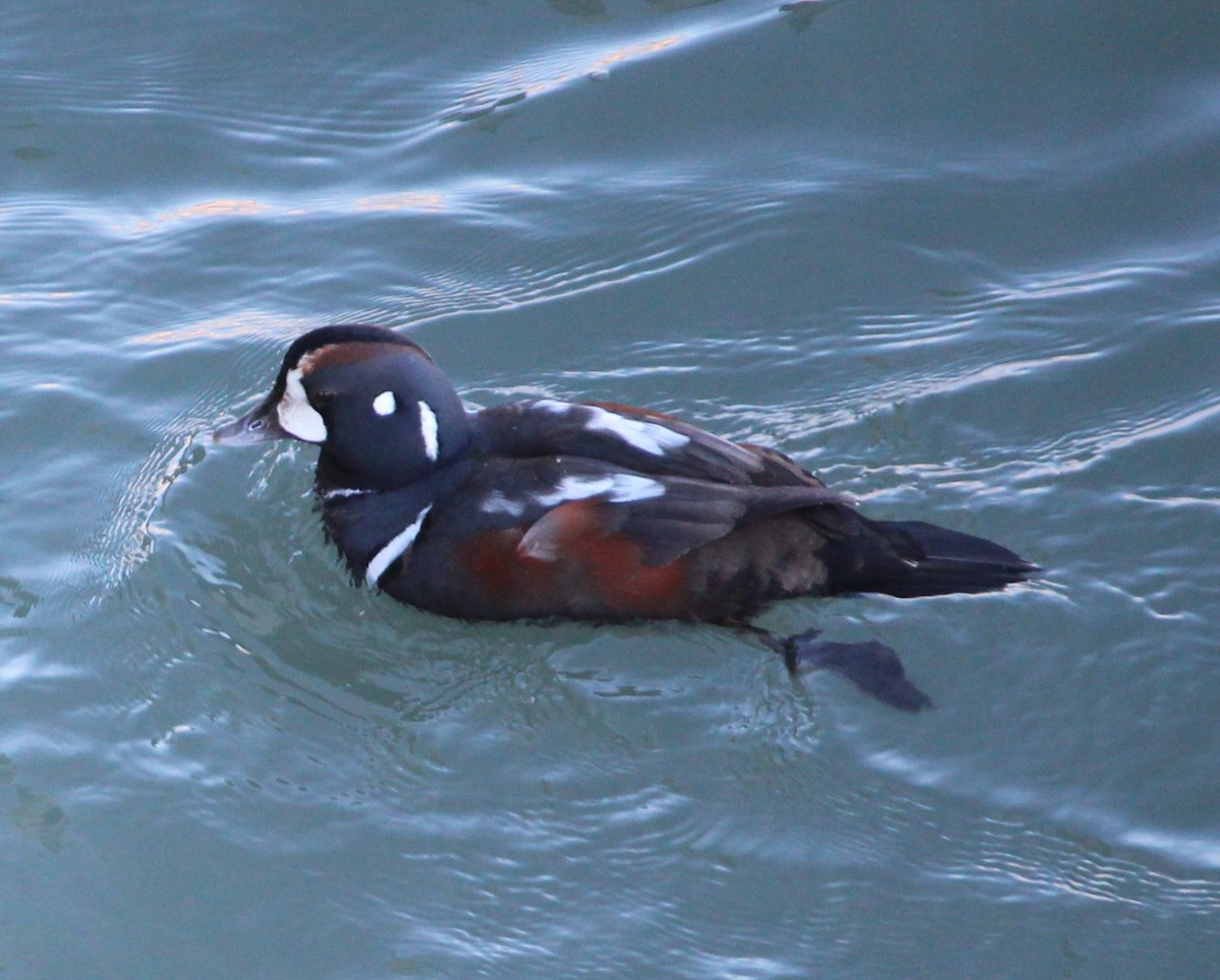 Harlequin Duck - ML612943619