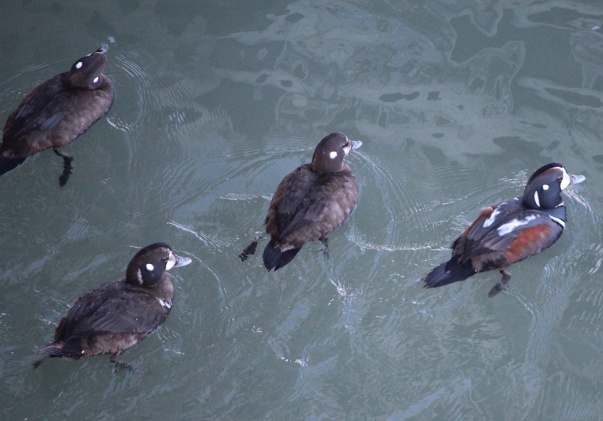 Harlequin Duck - ML612943620