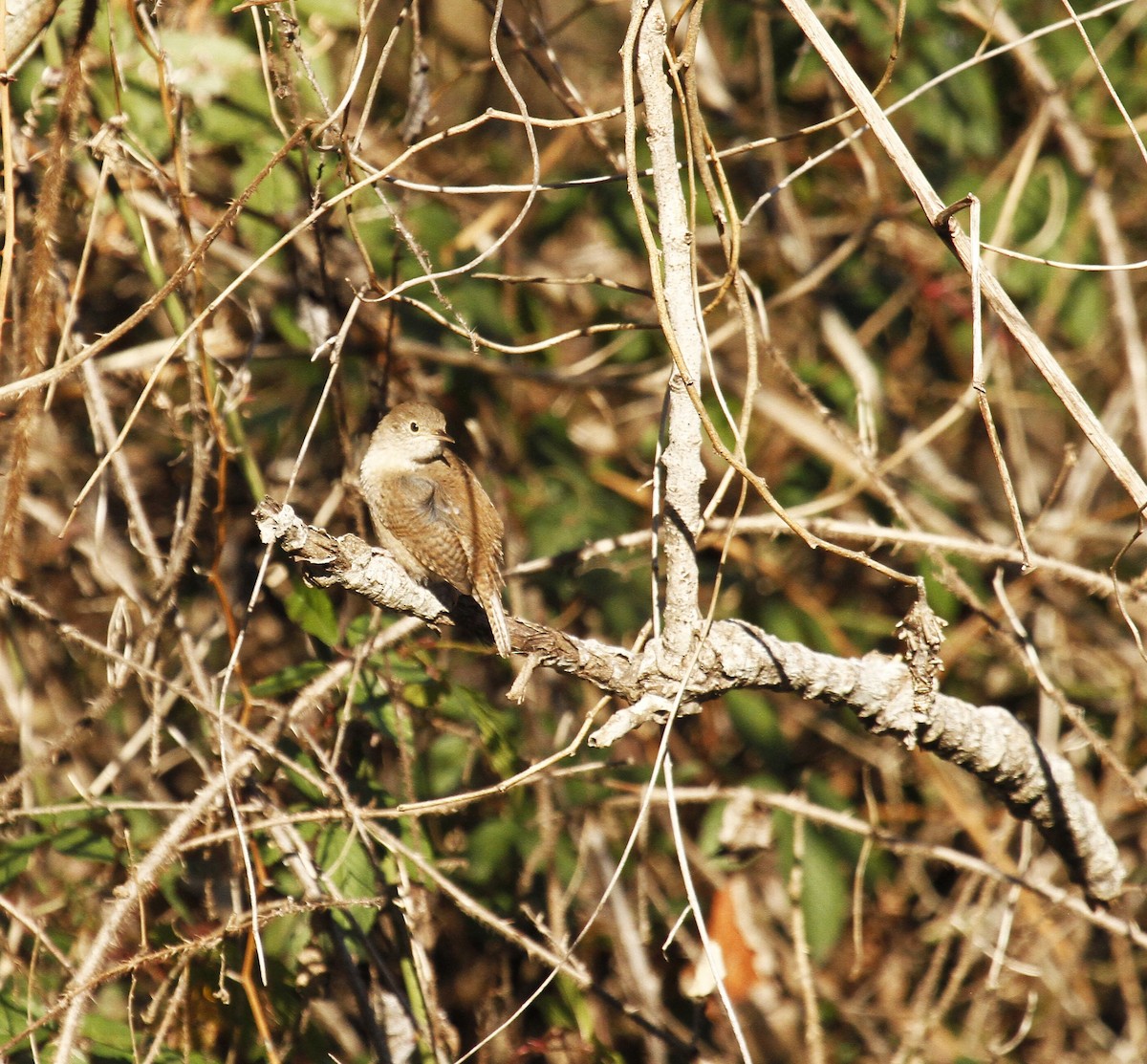 House Wren - ML612943772