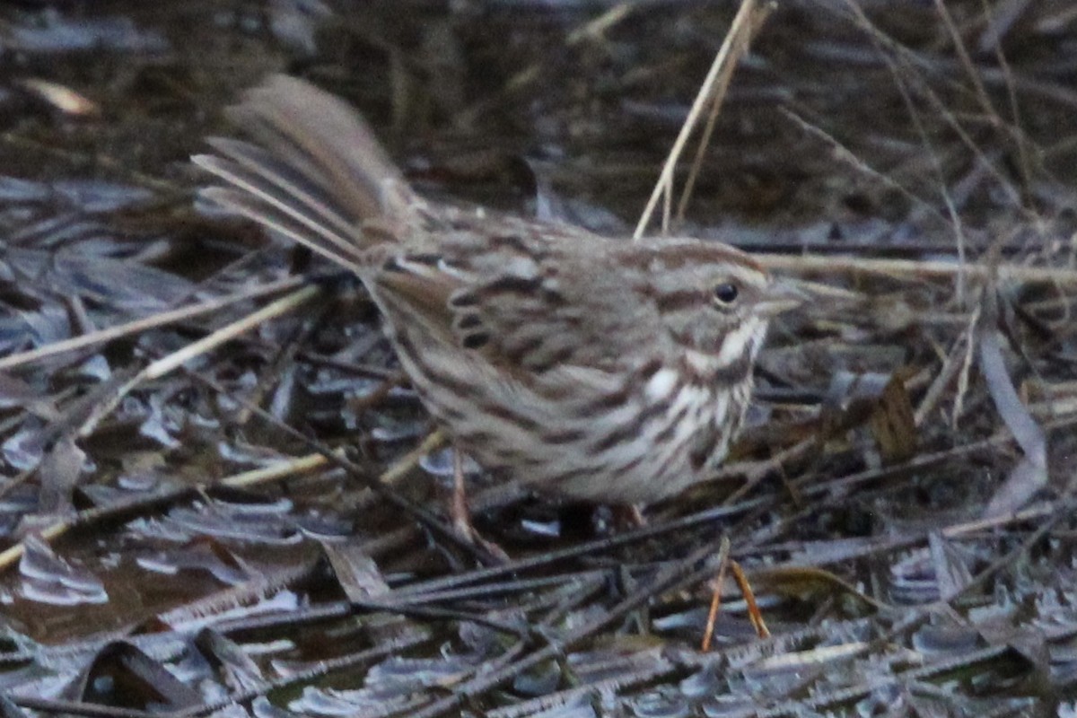 Song Sparrow - Susan Wood