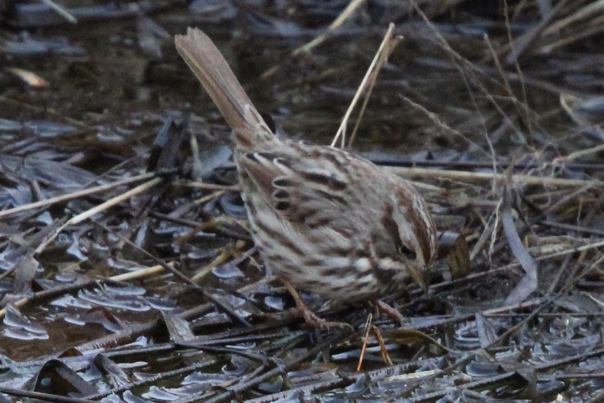 Song Sparrow - Susan Wood