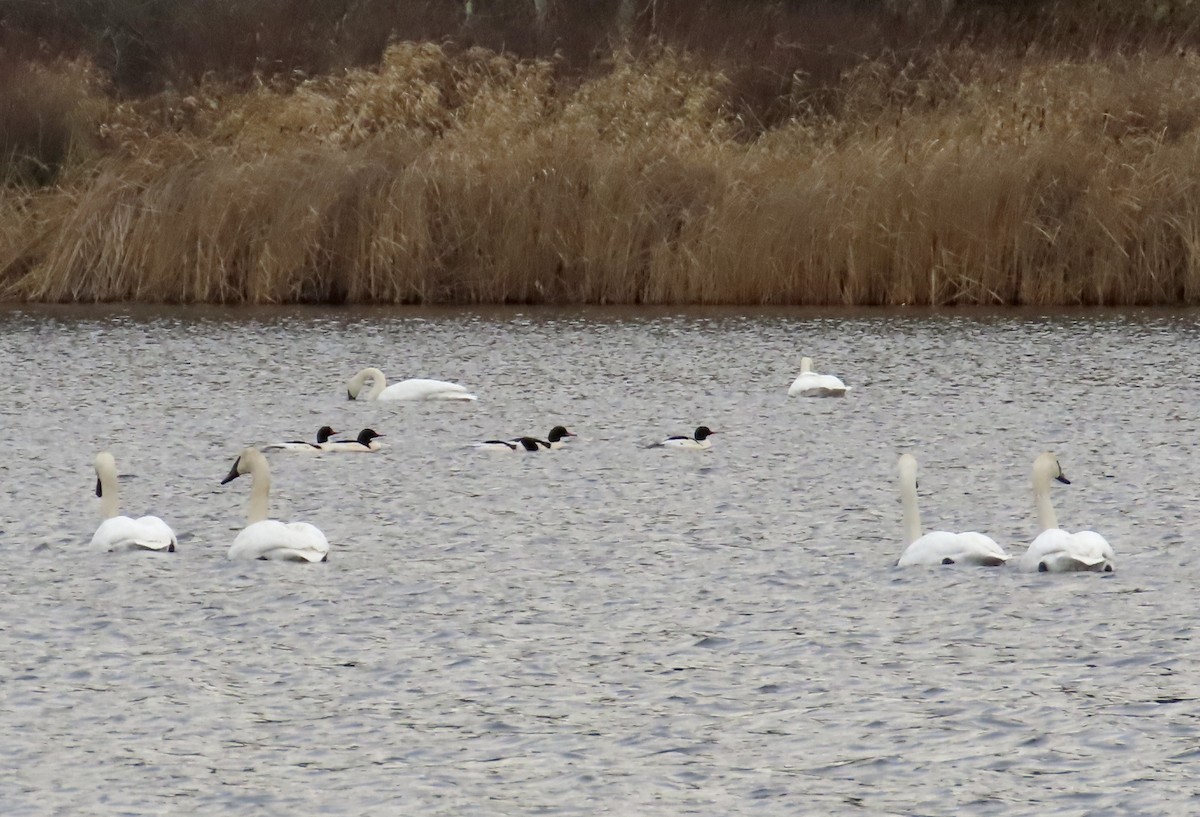 Trumpeter Swan - ML612943952
