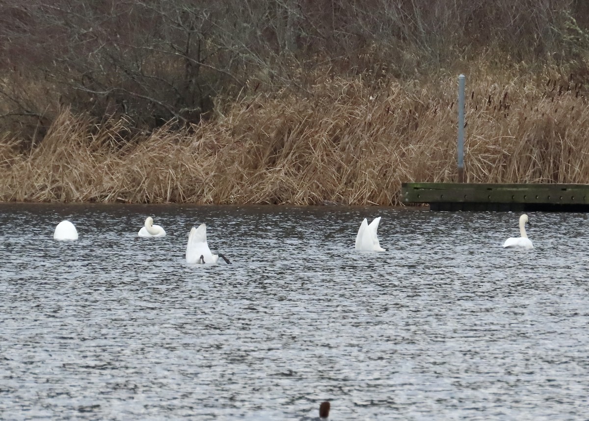 Trumpeter Swan - ML612943953