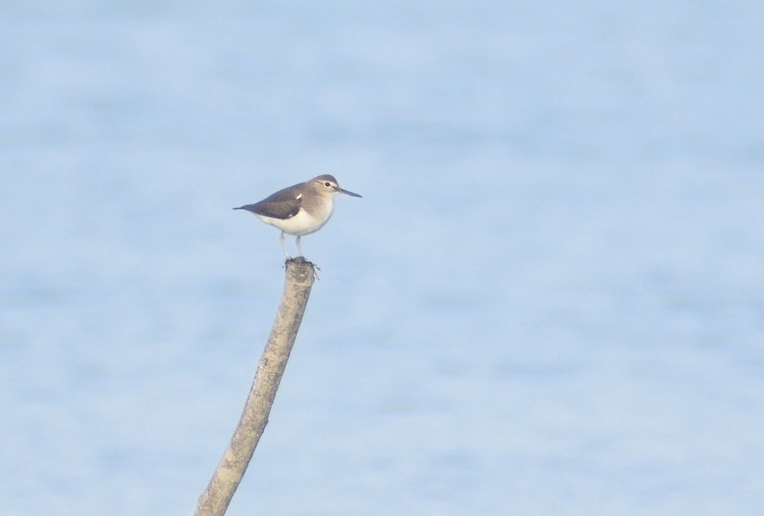 Common Sandpiper - ML612944073