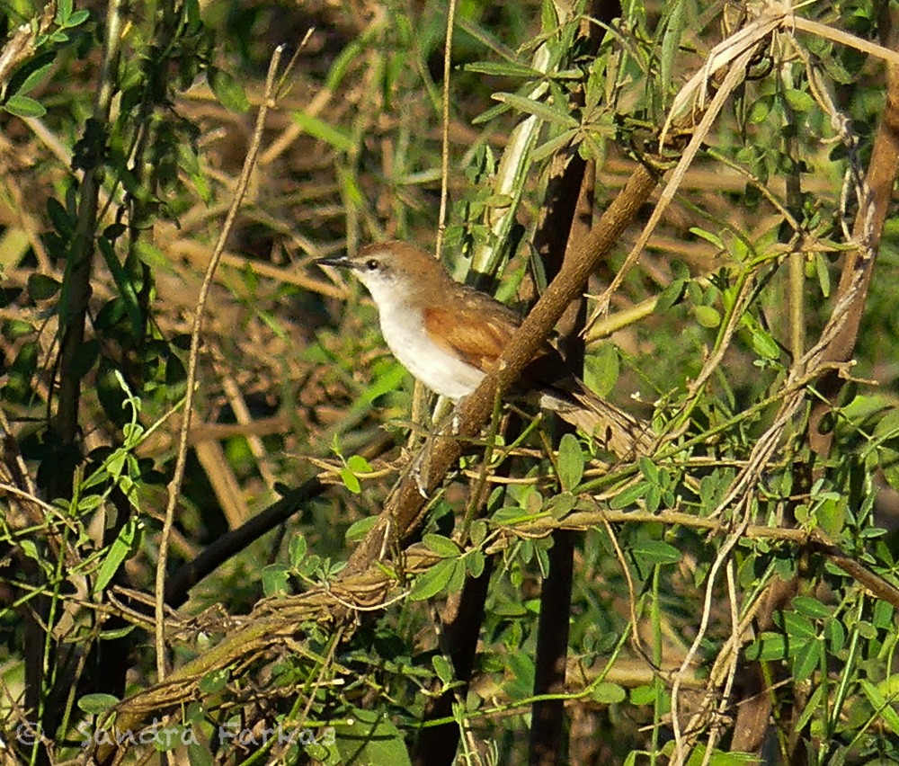 Yellow-chinned Spinetail - ML612944131