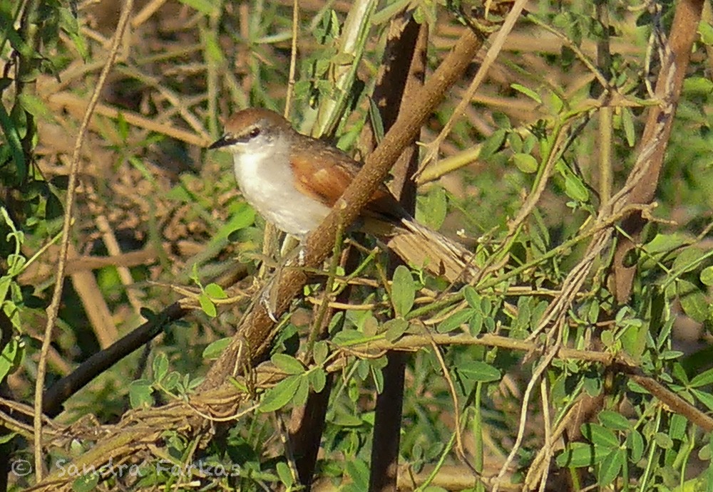 Yellow-chinned Spinetail - ML612944133