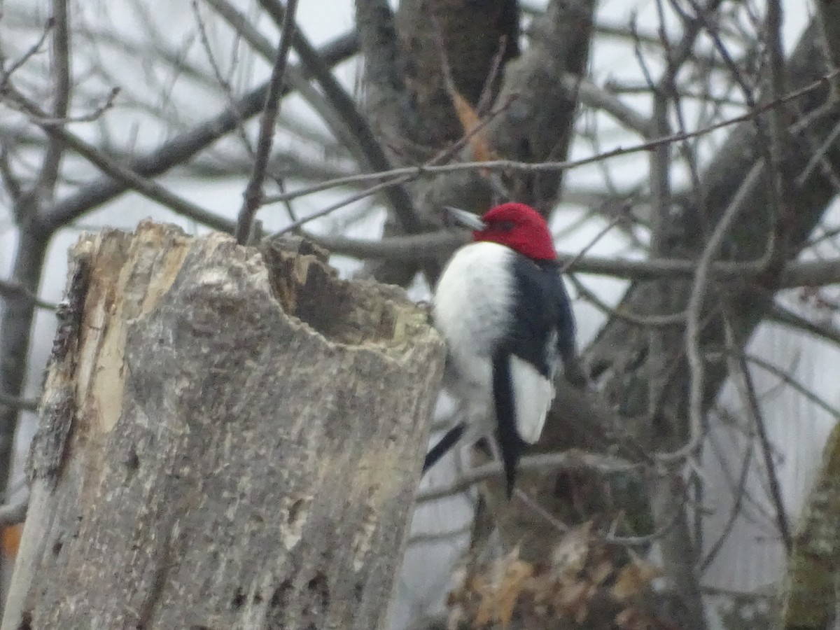 Red-headed Woodpecker - Tony Nowak