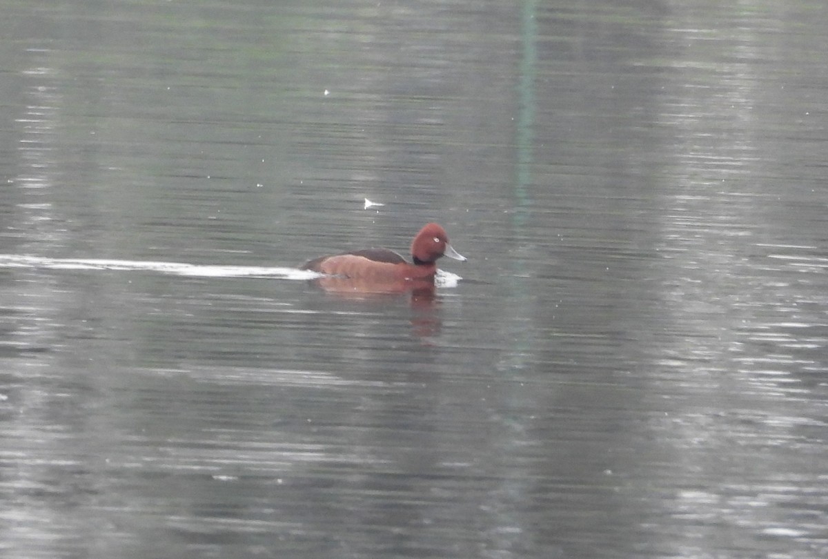 Ferruginous Duck - ML612944195