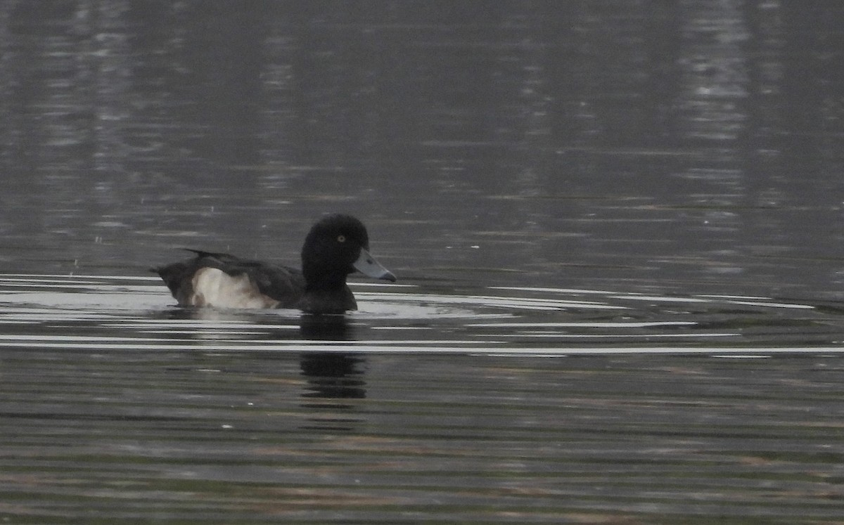 Tufted Duck - ML612944236